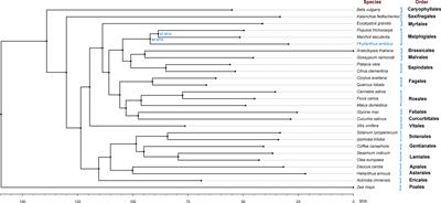 Genome of Phyllanthus emblica: the medicinal plant Amla with super antioxidant properties